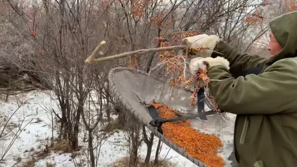 Первый урожай года: заканчиваем сбор облепихи. Почему это лучше делать после морозов?