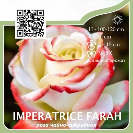 Роза чайно-гибридная "Imperatrice Farah"