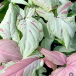 Сингониум PINK SALMON/STRAWBERRY MILK