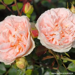 Матиас Клаудиус (Matthias Claudius)