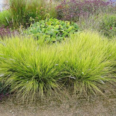 Сеслерия осенняя. Sesleria alba (autumnalis).