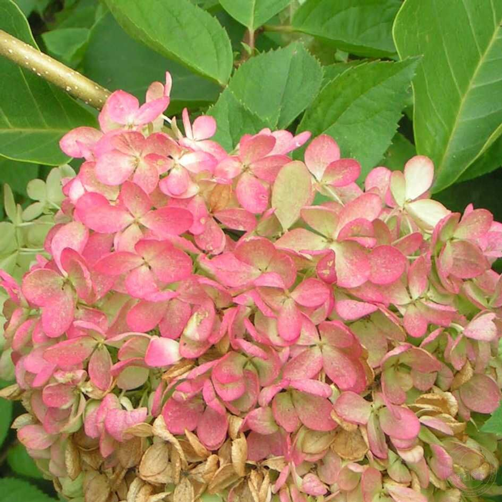 Гортензия метельчатая Харрис Сувенир (Hydrangea paniculata Harry`s Souvenir)