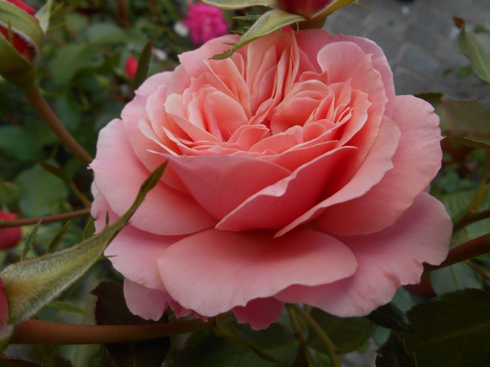 Ботичелли (Botticelli)