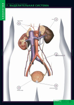 Комплект таблиц "Строение тела человека" (10табл.+ 80 карт.)