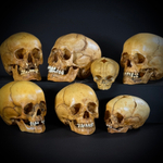 Набор «Череп человека» (анатомические модели)