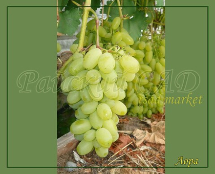 Виноград Лора (Флора)