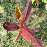 Банан вариегатный DAENG INDO/SIAM RUBY