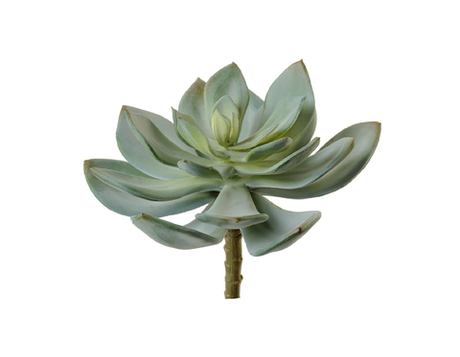 Суккулент Эхеверия Гиббифлора светло-зелёная припылённая