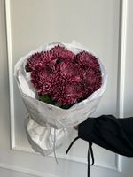 Моно из одноголовой хризантемы сливового оттенка 7 шт