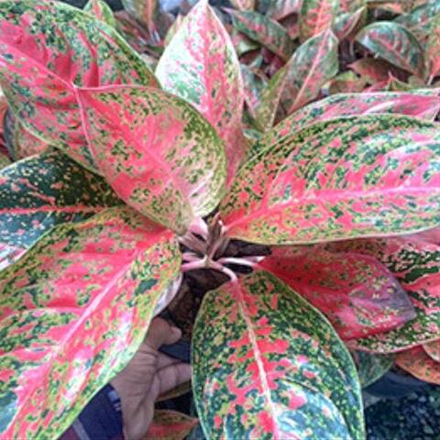 Аглаонема JAREN LAB