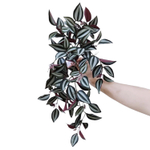 Традесканция Бордо 50 см.