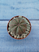 Euphoria Obesa (Эуфорбия)