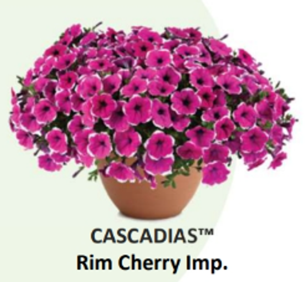 ЕВРО Петуния CASCADIAS Rim Cherry Imp. ЕВРО укорененный черенок СЕРЕДИНА НОЯБРЯ поставка 1