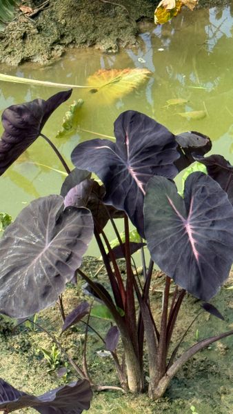 Колоказии и вариегатные бананы