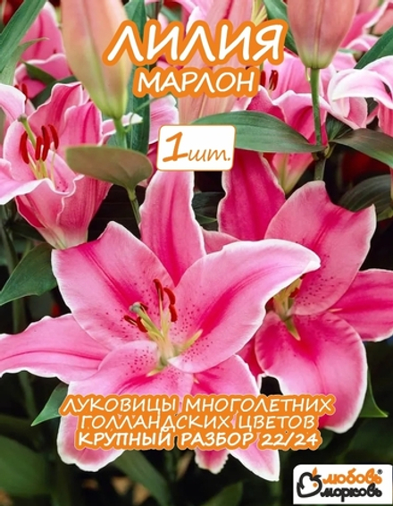 Луковичные цветы лилия Марлон,  1шт