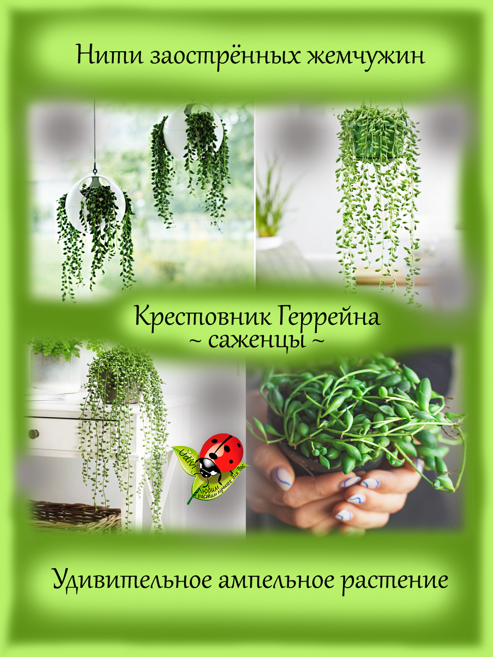 Крестовник Геррейна Сенецио