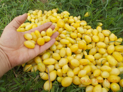 Помидоры Черри Сумасшедшие Ягоды - Bаrry’s Crazy Cherry Tomato