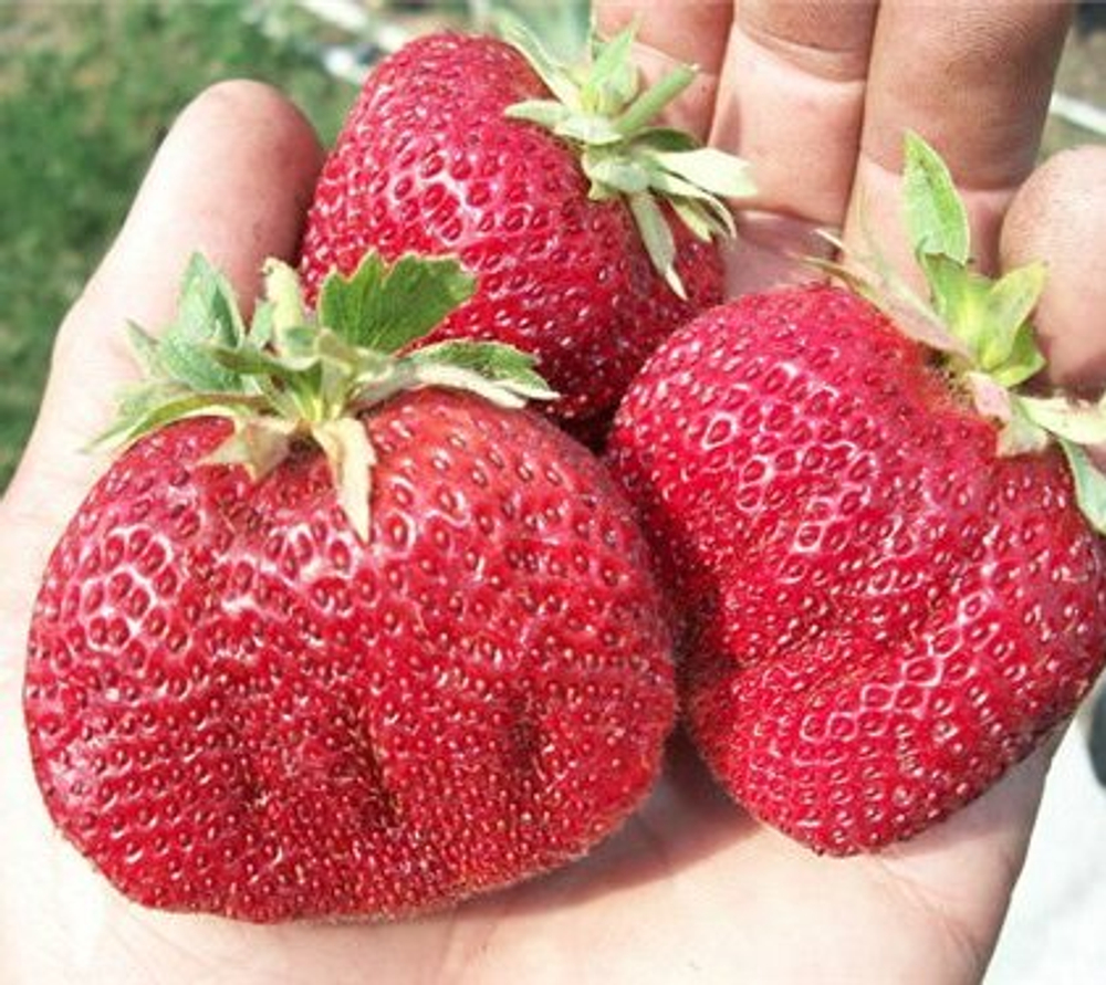 Земляника Викода