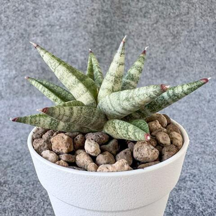 Сансевиерия PINK LADY