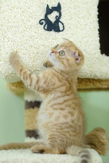 Комплекс для кошки И-18