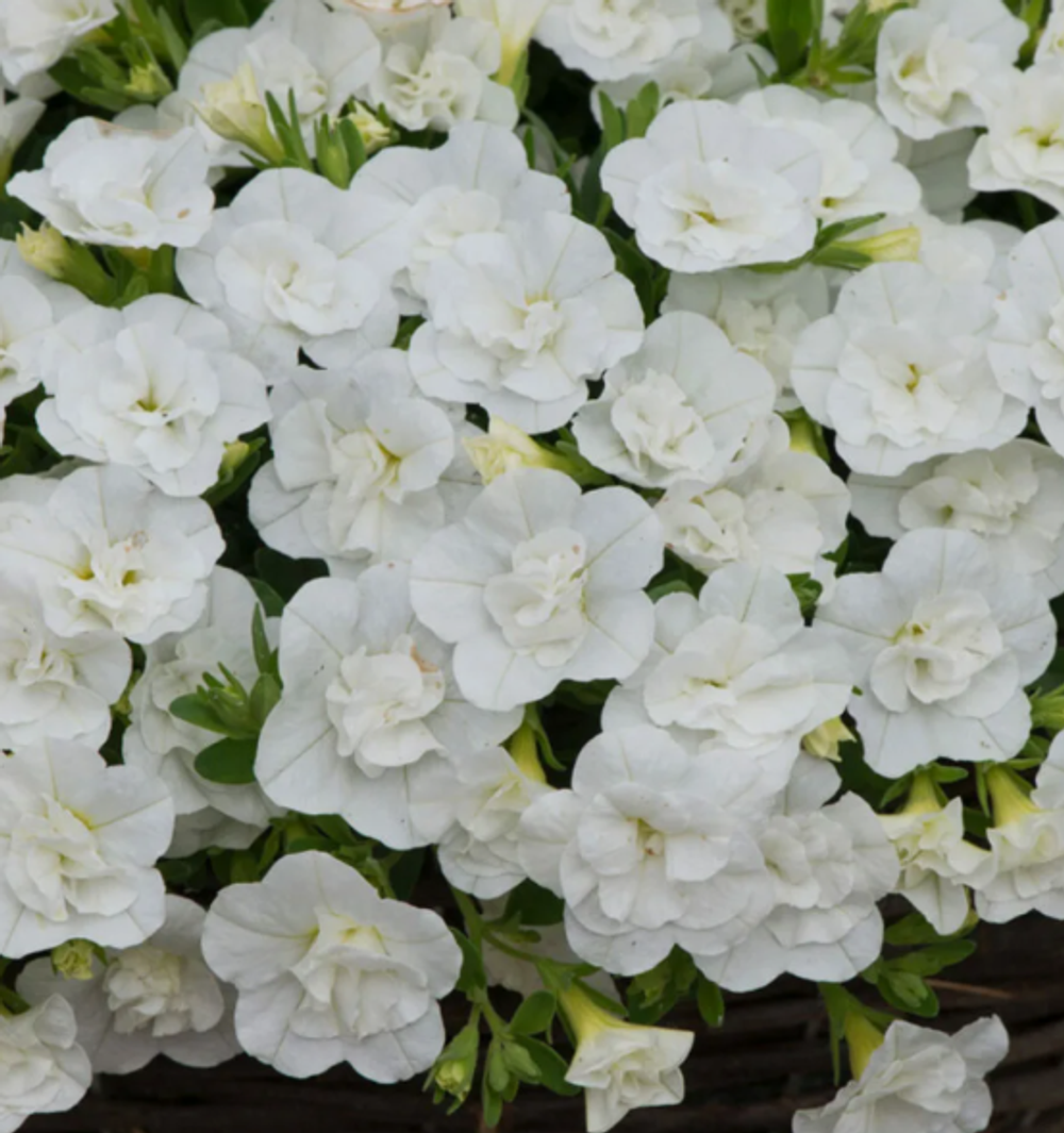 ЕВРО Калибрахоа Mini Famous ORO double white укорененный черенок ОКС начало декабря