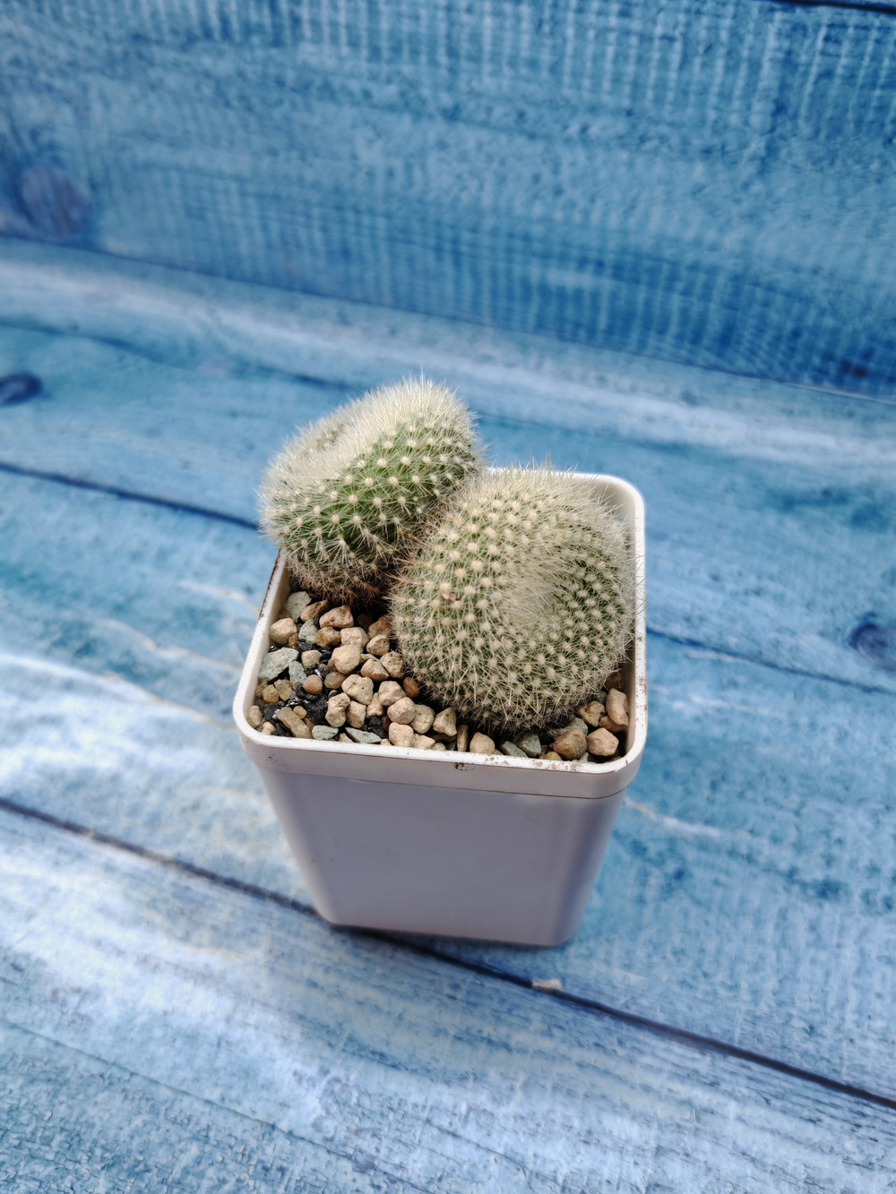 Notocactus Haselbergii double (Нотокактус)
