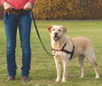 Шлейка для собак Trixie Lead and Walk Soft M, черный