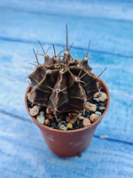 Gymnocalycium Friedrichii (Гимнокалициум)
