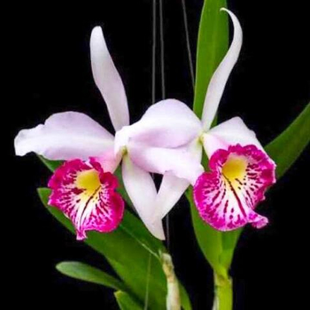 Орхидея брассокаттлея BC. TAIWAN BIG LIP