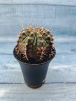Gymnocalycium T-Rex Pink hybride (Гимнокалициум)