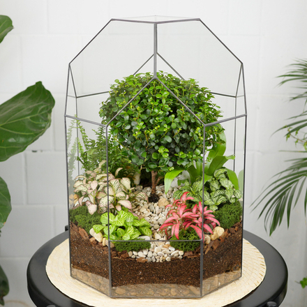 Флорариум бонсай Мирсина Бонсариум XL