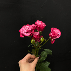 Роза кустовая Kylie 60 см / 1 шт