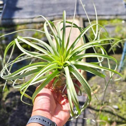 Тилландсия Jes (exserta x brachycaulos) R