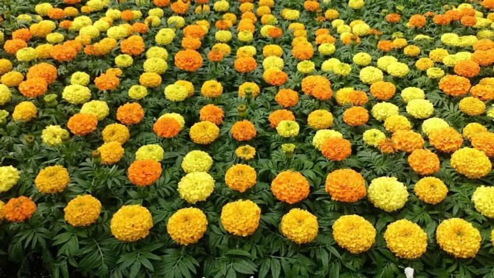 Бархатцы Тайшан Tagetes Taishan Mix