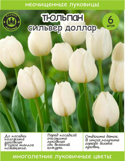 Тюльпан Луковица, Сильвер Доллар, 6+шт