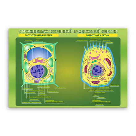 Стенд Строение растительной и животной клетки