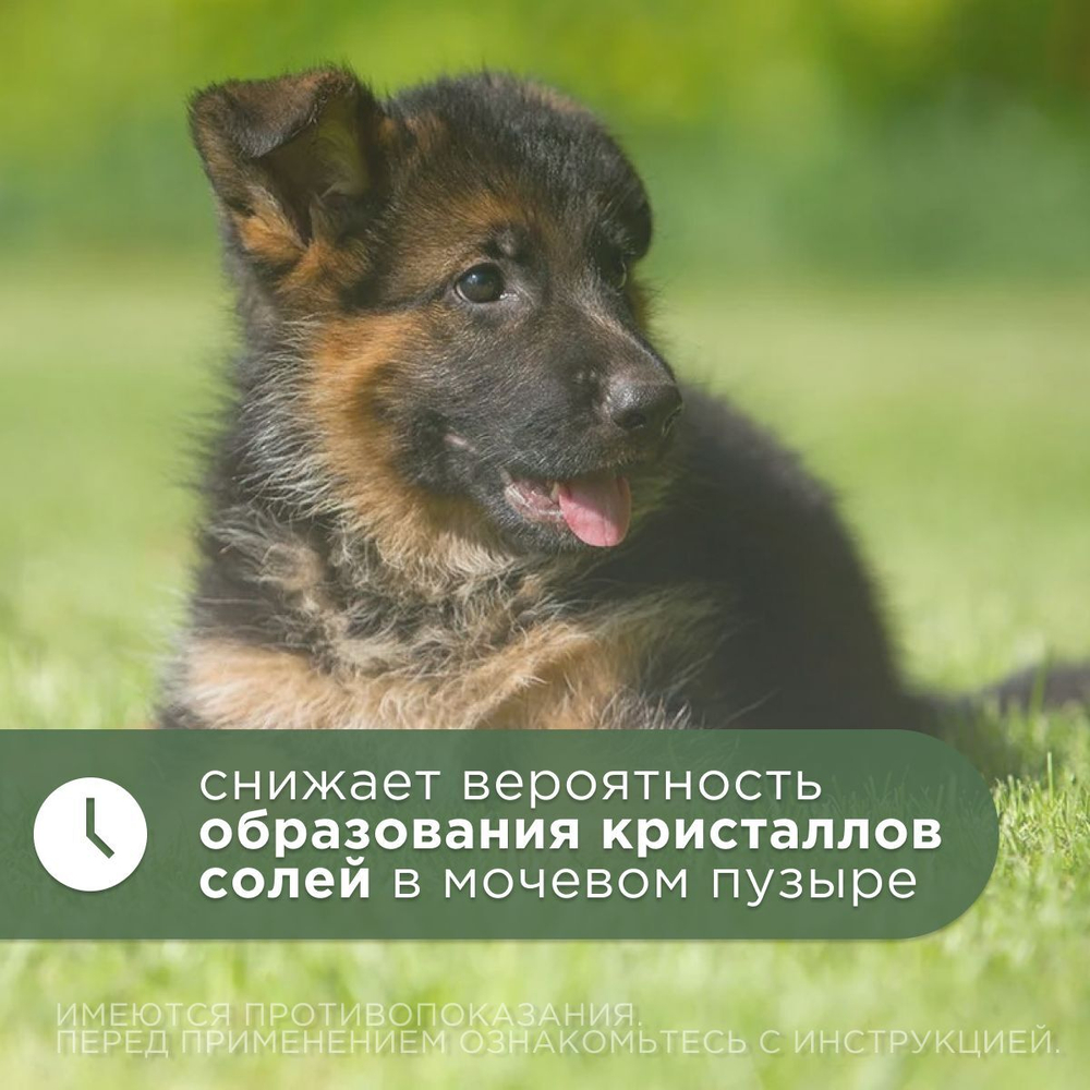 Капли урологические для профилактики и лечения МКБ, острых и хронических заболеваний мочевыводящих путей и почек АВЗ Уролекс для собак, 50 мл