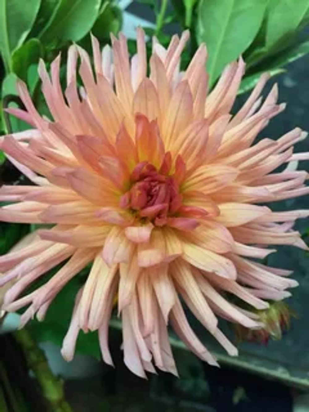 Георгин Henriette (корень) Закупка М55 апрель 2026