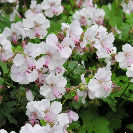 Герань кембриджская "Biokovo". Geranium cantabrigiense "Biokovo".