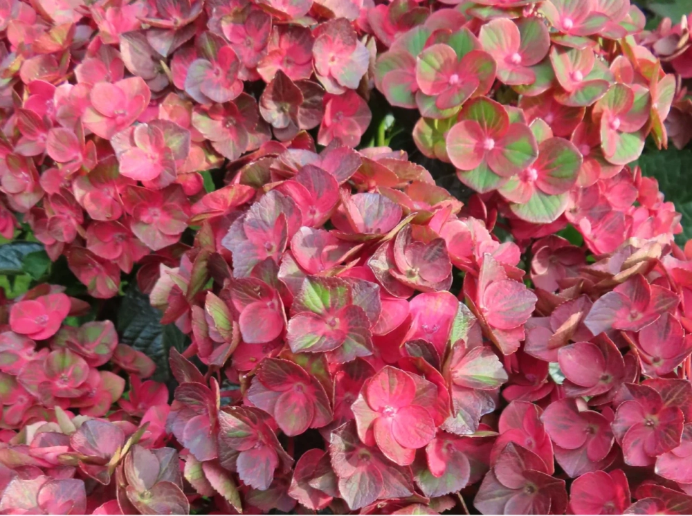 НОВИНКА. ХИТ ПРОДАЖ