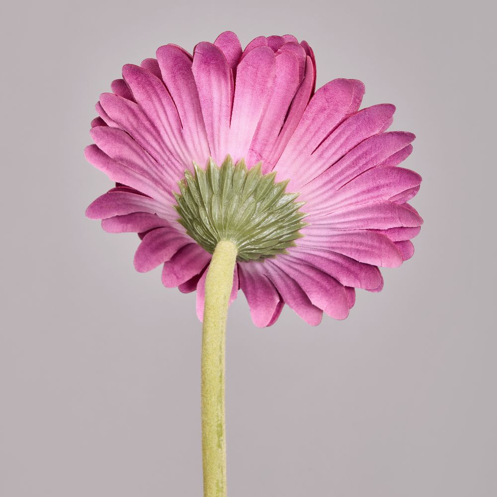 ЦВЕТОК ИСКУССТВЕННЫЙ "ГЕРБЕРА" ВЫСОТА=61СМ. (МАЛ=24 ШТ/КОР=96ШТ.)