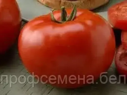 Томат Бифтом F1 | Beeftom F1 5шт. (чп)