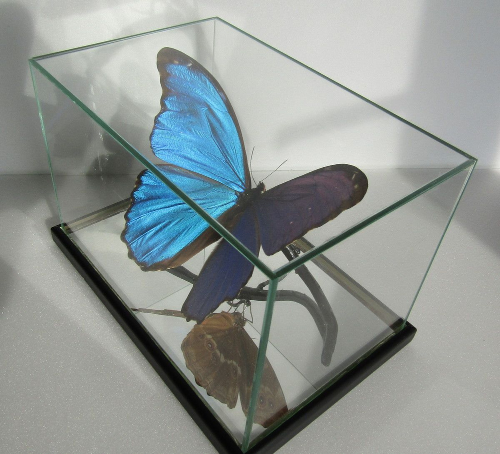 Бабочка Morpho didius в объемной композиции