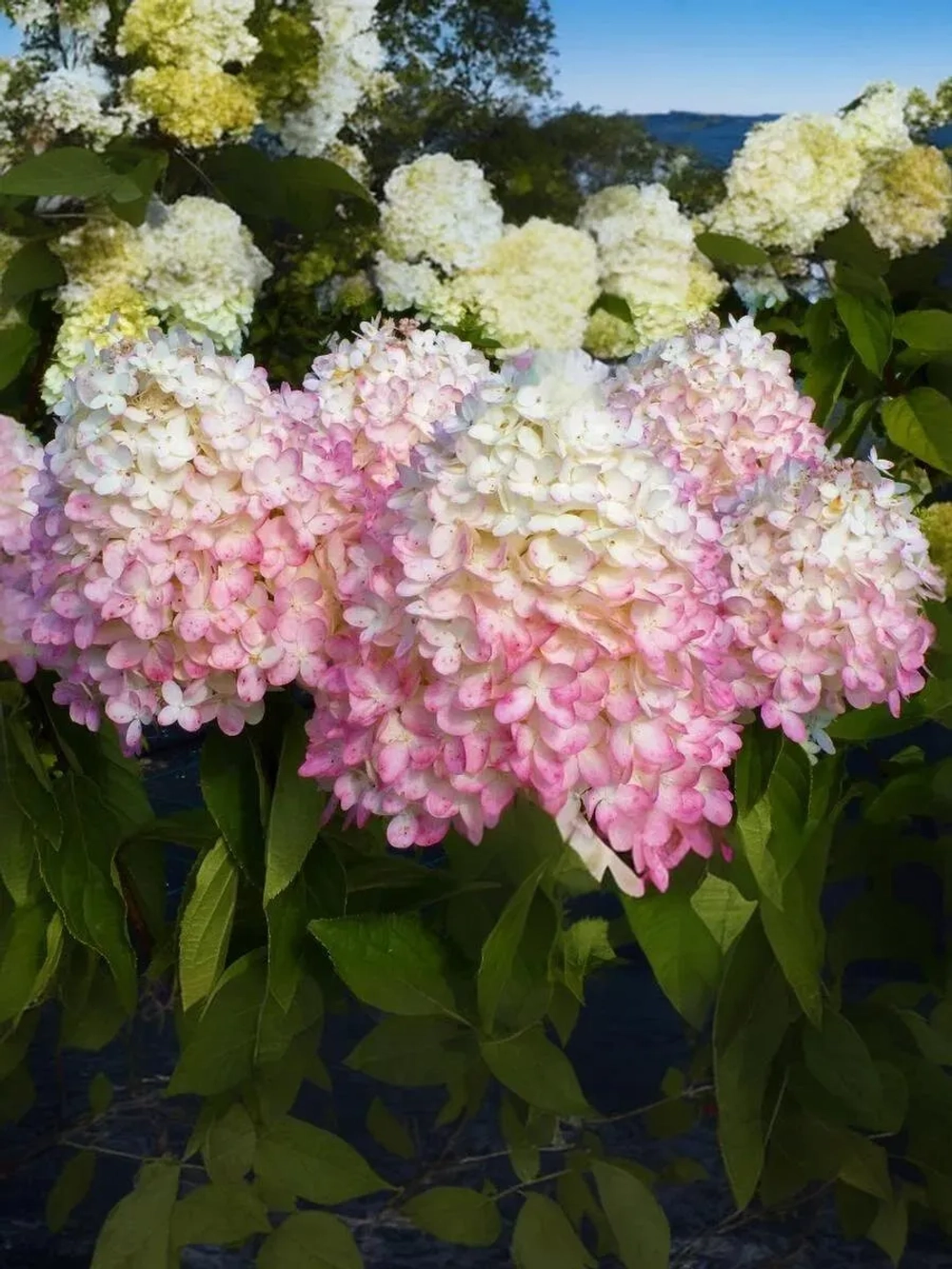 Гортензия метельчатая Мэджикал Свит Саммер