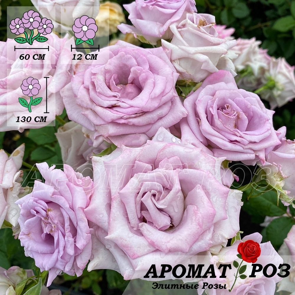 Блу Вог (Blue Vague)