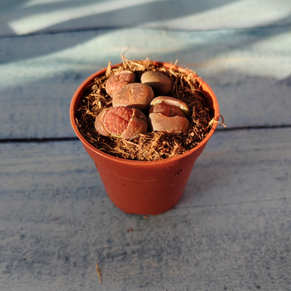 Lithops sp. (Литопсы)