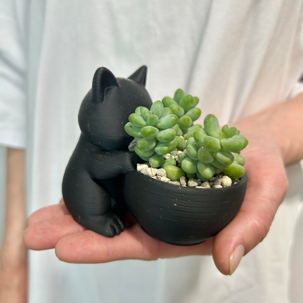 Кот Мару
