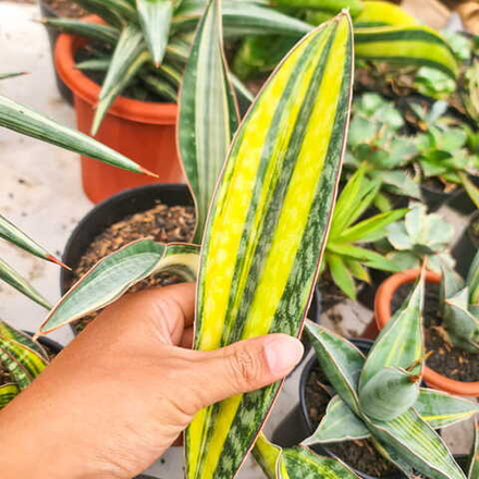 Сансевиерия PHUPAMON VAR