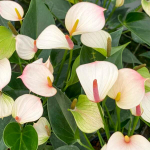 Антуриум Андрэ LIPA PINK MINI