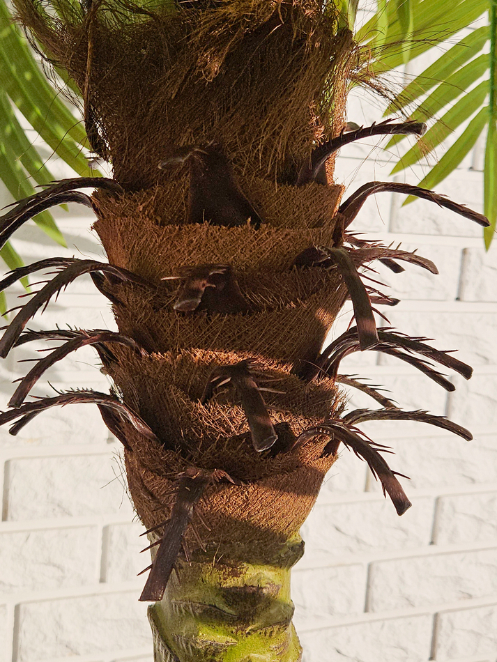 Пальма Финиковая искусственная 250см в кашпо